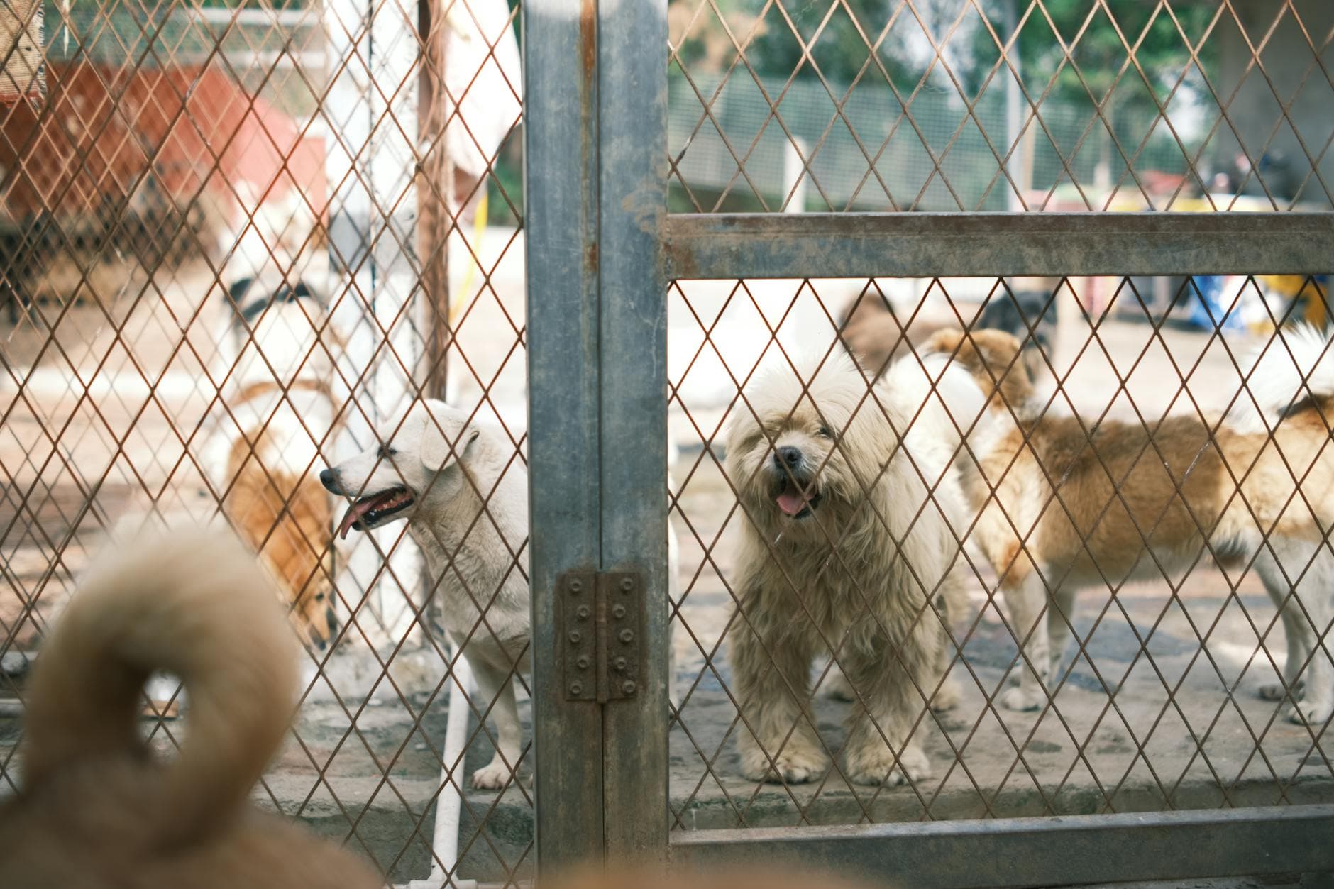 A group of happy dogs standing together behind a shelter fence