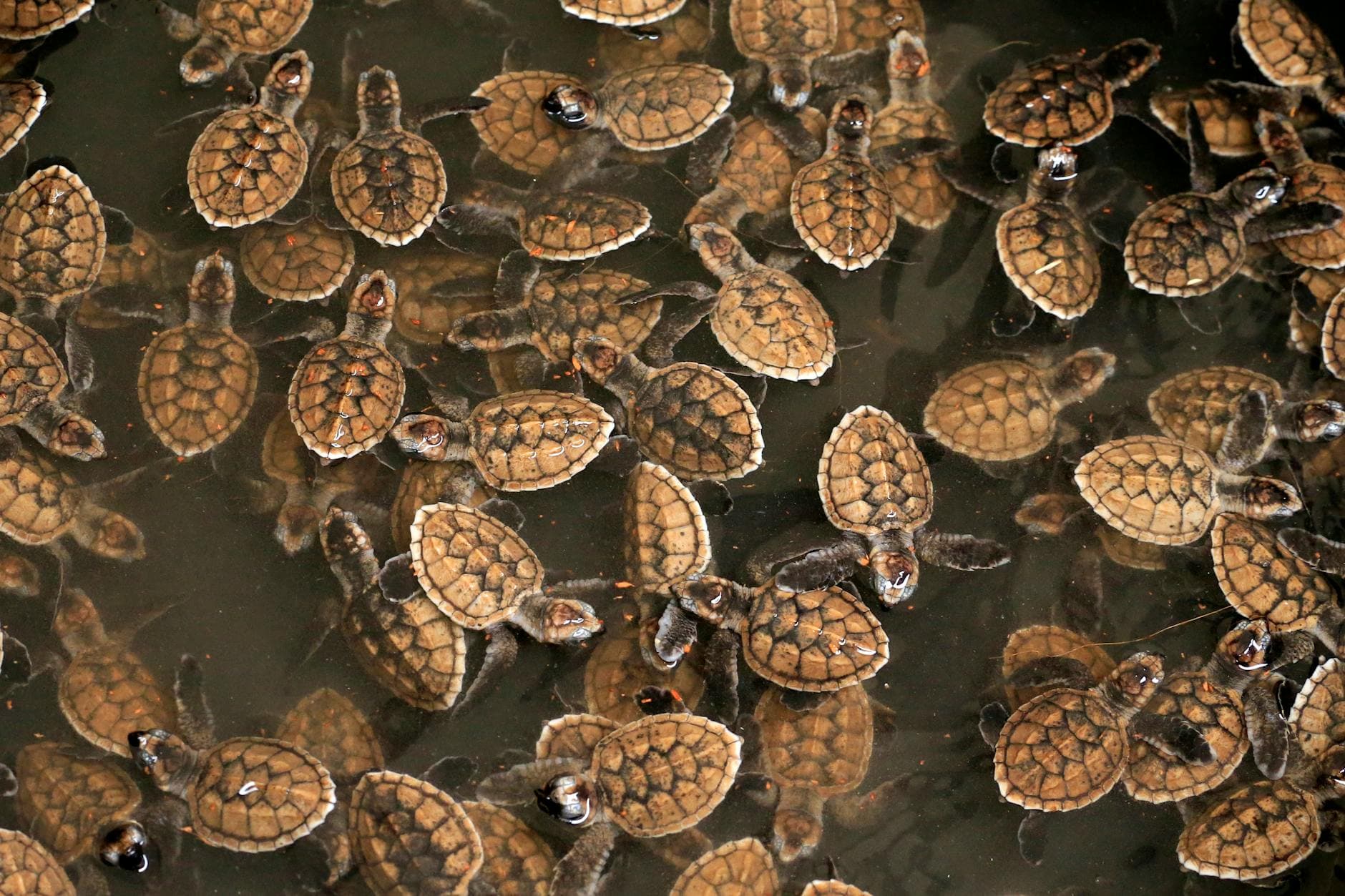 Cluster of baby sea turtles swimming in water, showcasing nature's beauty.