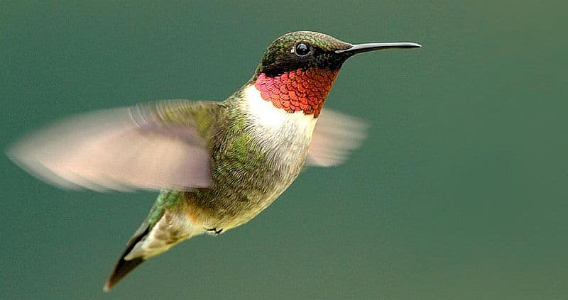 Ruby-throated hummingbird in flight