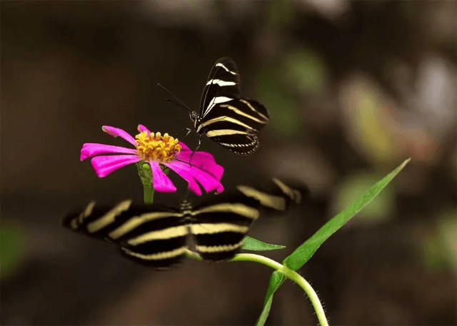 Butterfly Sanctuary Guided Tour