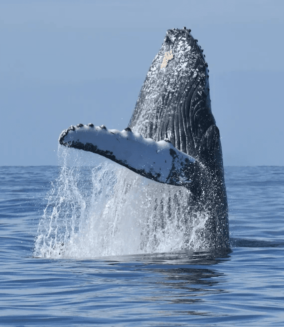 Ecología y conserje Ballenas a.c/ecobac